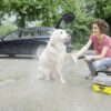 Pet Accessory Box - Image 2